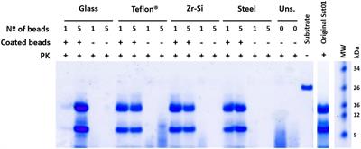 A Novel, Reliable and Highly Versatile Method to Evaluate Different Prion Decontamination Procedures